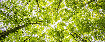 floresta.png floresta.png
